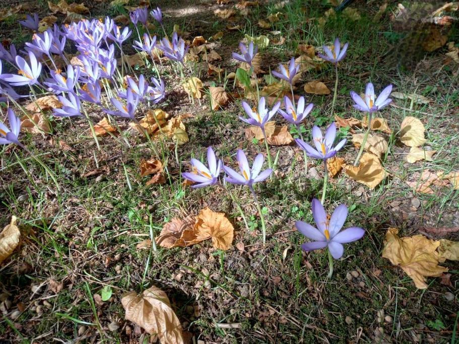 Gite L'Enclos O Rendez-Vous Roquefeuil-Pays De Sault- Avec Jardin Exterior foto