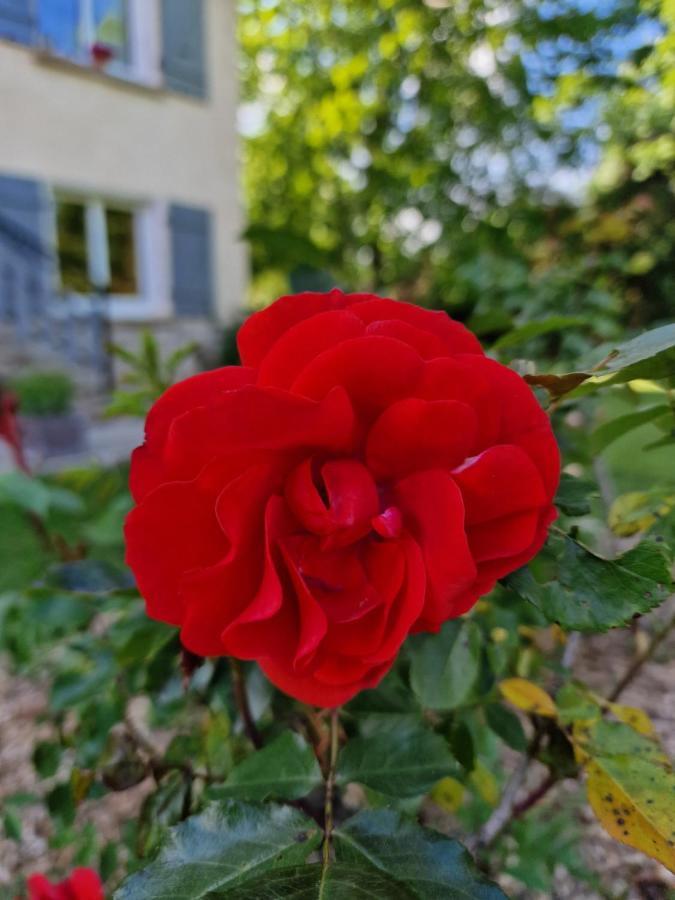 Gite L'Enclos O Rendez-Vous Roquefeuil-Pays De Sault- Avec Jardin Exterior foto